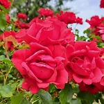 Lejlighed Rose