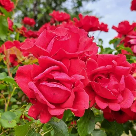 Διαμέρισμα Rose